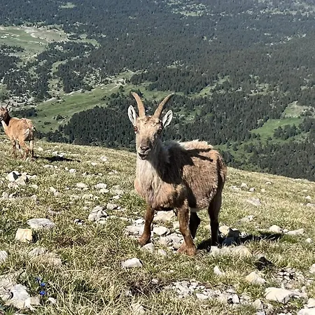 Le Veymont *